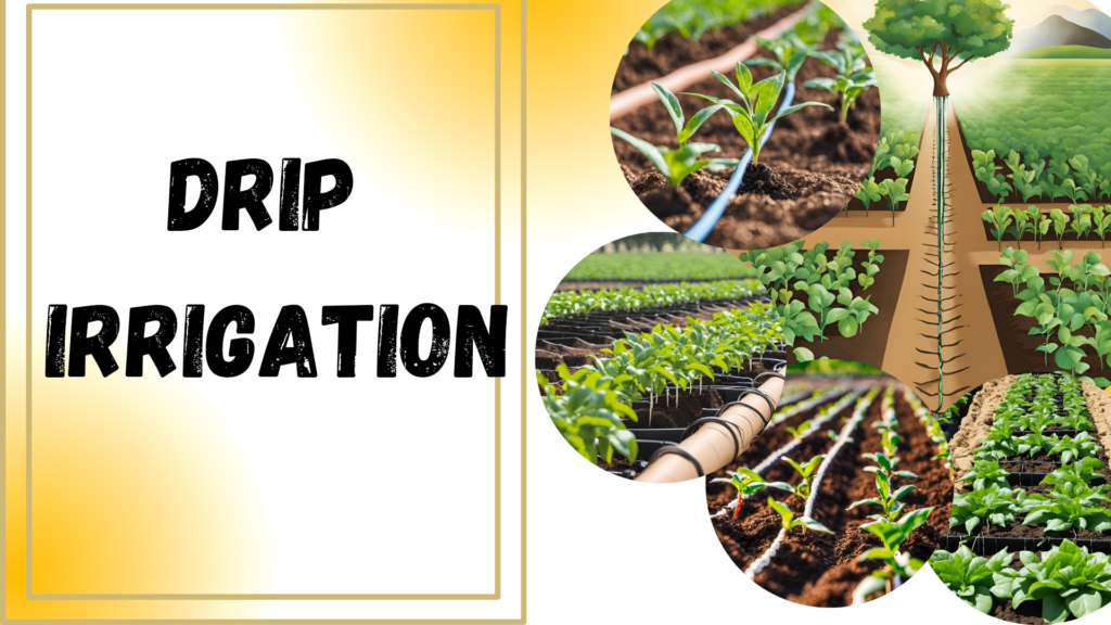 drip irrigation