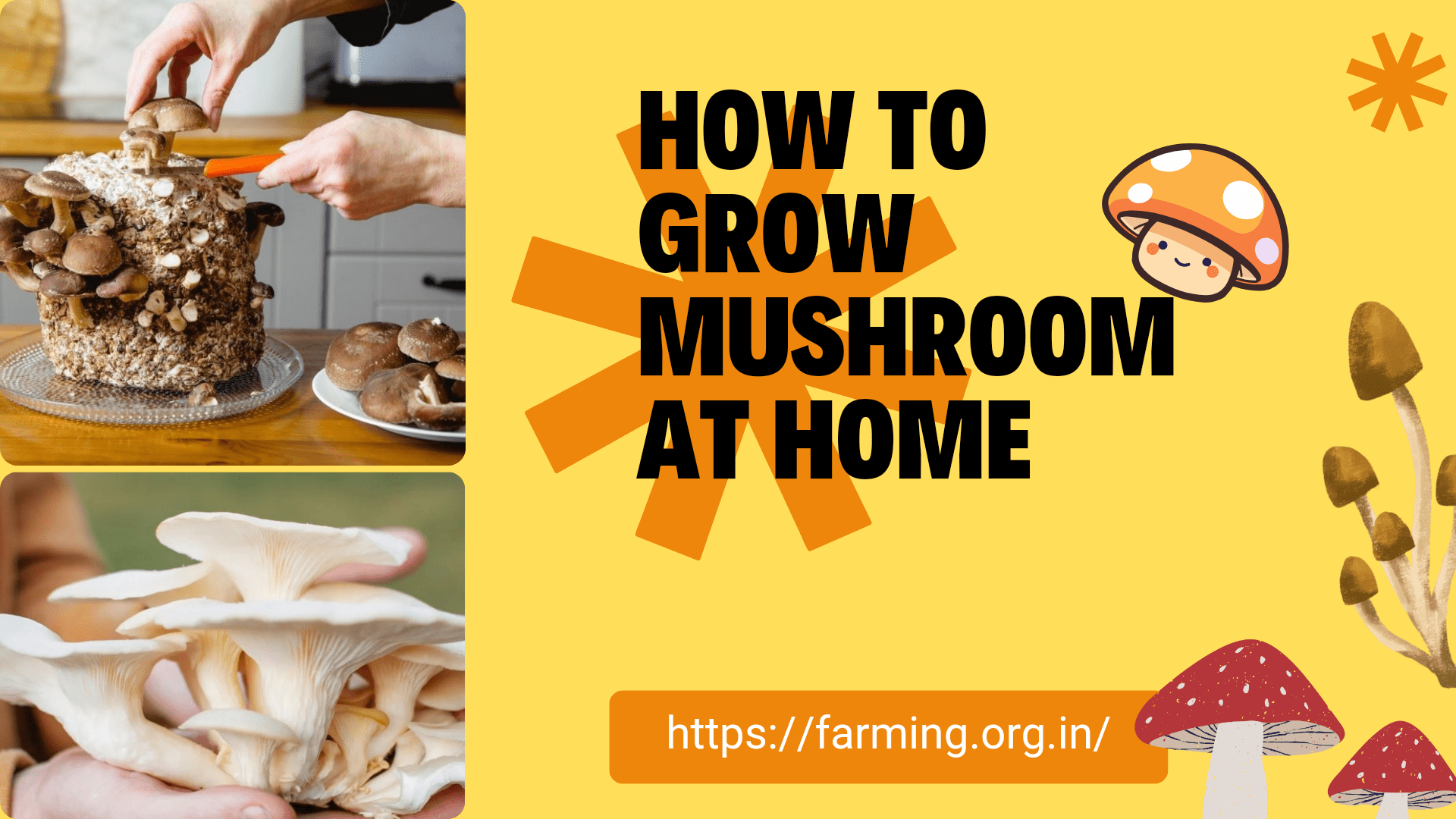 Growing Mushrooms at Home