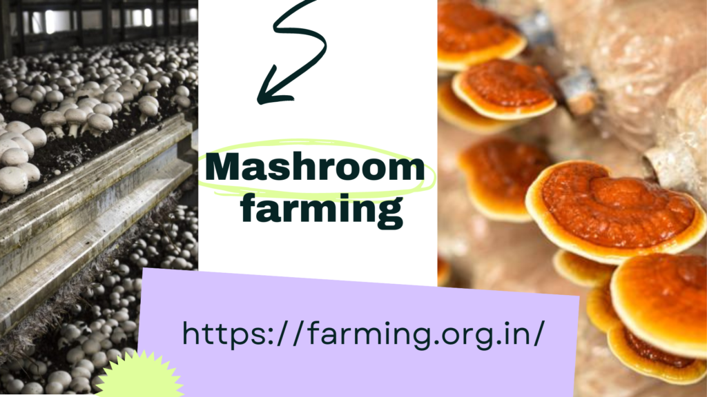 what is mushroom farming?