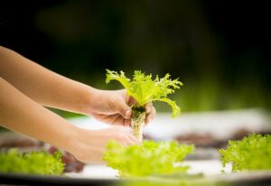 what is hydroponic farming?