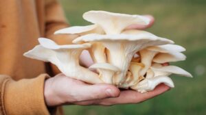 what is mushroom farming?