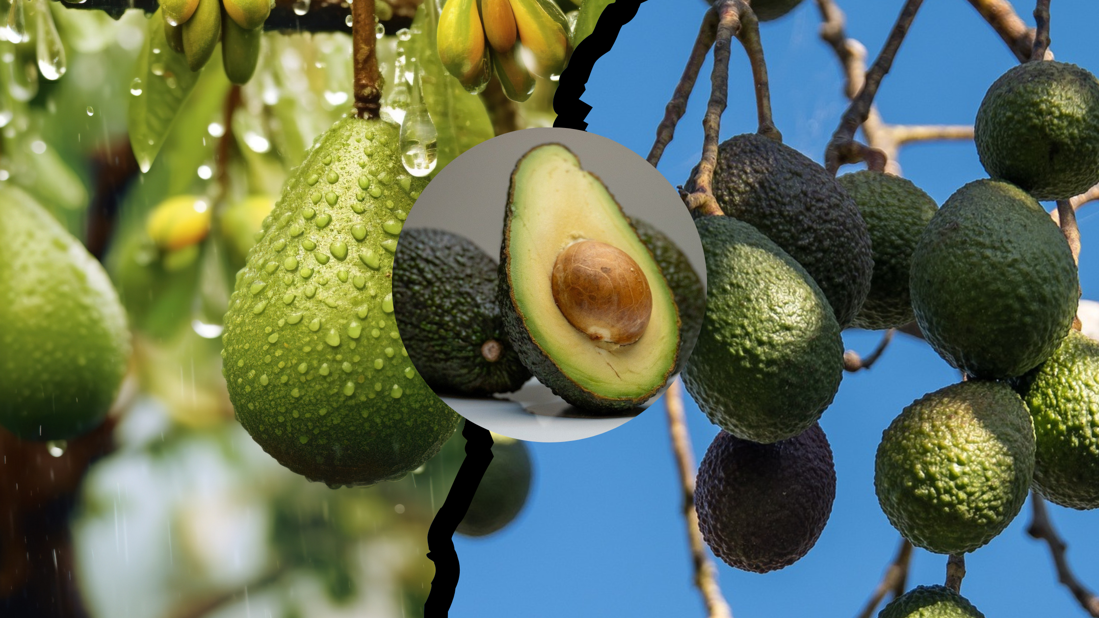 How to Successfully Grow Avocados in India? Step-by-Step Guide in 2024